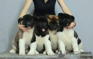 Photo №2 to announcement № 17946 for the sale of american akita - buy in Russian Federation from nursery