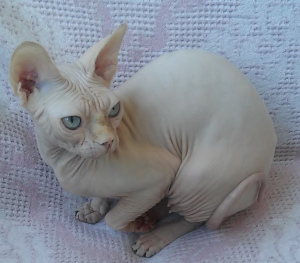Photo №4. I will sell sphynx-katze in the city of Odessa. from nursery - price - 1500$