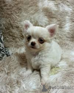 Photo №4. I will sell chihuahua in the city of City of London. private announcement, breeder - price - 826$