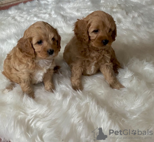 Photo №1. cavalier king charles spaniel - for sale in the city of Berlin | Is free | Announcement № 125081