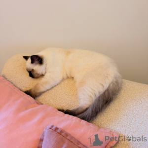 Photo №3. Purebred Ragdoll Kittens for Sale Premium Pedigree & Affectionate Companions. Germany