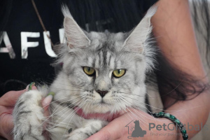 Photo №4. I will sell maine coon in the city of Анталья. breeder - price - 500$