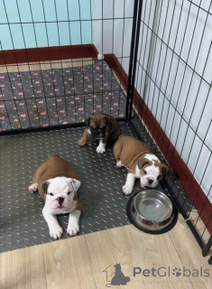 Photo №1. english bulldog - for sale in the city of Eskilstuna | negotiated | Announcement № 169797