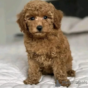 Photo №1. poodle (toy) - for sale in the city of Warsaw | negotiated | Announcement № 163753