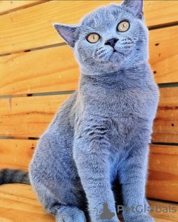 Photo №4. I will sell british shorthair in the city of Berlin. from nursery, breeder - price - 317$