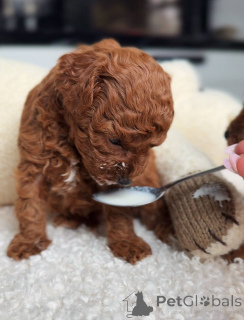 Photo №2 to announcement № 163753 for the sale of poodle (toy) - buy in Poland breeder