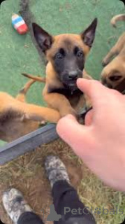 Photo №4. I will sell belgian shepherd in the city of Paris. private announcement, breeder - price - 1032$