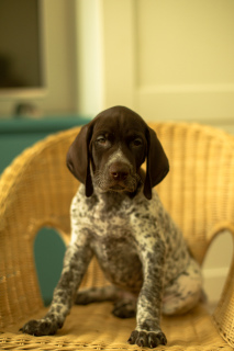 Photo №2 to announcement № 2246 for the sale of german shorthaired pointer - buy in Russian Federation private announcement