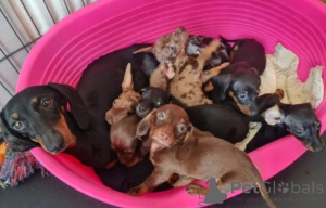 Photo №2 to announcement № 160022 for the sale of dachshund - buy in Latvia private announcement