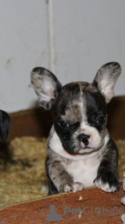 Photo №1. french bulldog - for sale in the city of Badovinci | negotiated | Announcement № 67458