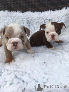 Photo №1. english bulldog - for sale in the city of Tennessee City | 400$ | Announcement № 139211