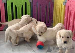 Photo №1. golden retriever - for sale in the city of Москва | 317$ | Announcement № 36510