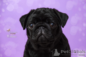 Photo №4. I will sell pug in the city of Kharkov. from nursery - price - 1000$