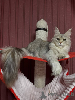 Photo №1. maine coon - for sale in the city of Doncaster | negotiated | Announcement № 160667