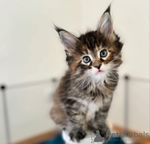 Photo №2 to announcement № 116312 for the sale of maine coon - buy in Switzerland private announcement