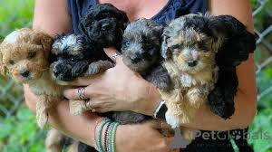 Photo №1. kavapu - for sale in the city of Paris | 723$ | Announcement № 166764