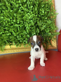 Photo №4. I will sell non-pedigree dogs, jack russell terrier in the city of Dnipro. private announcement - price - negotiated