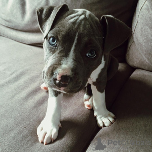 Photo №1. american staffordshire terrier - for sale in the city of Gothenburg | 687$ | Announcement № 88540