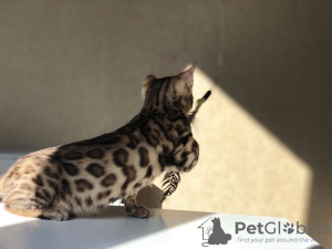 Photo №1. bengal cat - for sale in the city of Minsk | negotiated | Announcement № 17849