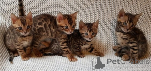 Photo №1. bengal cat - for sale in the city of Dubai | negotiated | Announcement № 158662