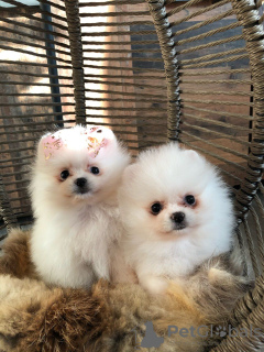 Photo №1. pomeranian - for sale in the city of Берлингероде | Is free | Announcement № 116051