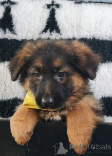 Photo №3. Annonce chiot berger allemand lof. France