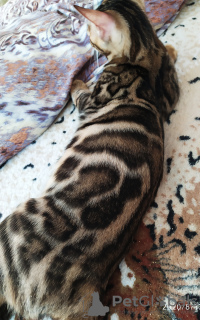 Photo №2 to announcement № 7610 for the sale of bengal cat - buy in Russian Federation from nursery