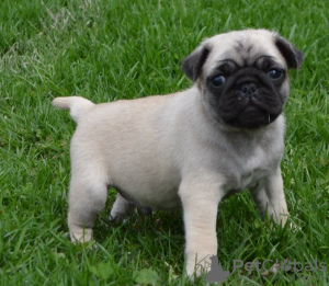 Photo №1. pug - for sale in the city of Brno | Is free | Announcement № 124150