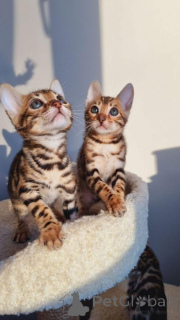 Photo №2 to announcement № 153204 for the sale of bengal cat - buy in Sweden private announcement