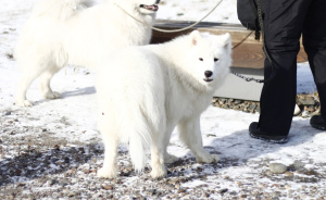 Photo №1. samoyed dog - for sale in the city of Kazan | Negotiated | Announcement № 5453