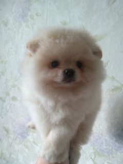 Photo №3. Pomeranian,. Belarus