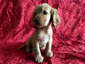 Photo №2 to announcement № 355 for the sale of american cocker spaniel - buy in Poland 