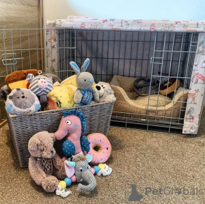 Photo №2 to announcement № 161686 for the sale of  - buy in Belgium 