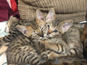 Photo №2 to announcement № 112156 for the sale of savannah cat - buy in United States private announcement