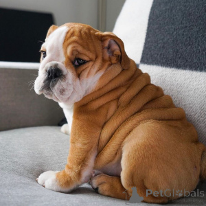 Photo №1. english bulldog - for sale in the city of Ciney | 1032$ | Announcement № 159429
