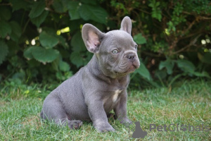 Photo №1. french bulldog - for sale in the city of Bad Kreuznach | 317$ | Announcement № 70914