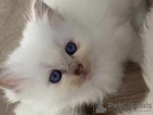 Photo №1. birman - for sale in the city of Brussels | 1532$ | Announcement № 74202
