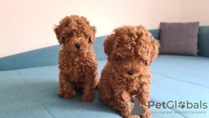 Photo №1. poodle (toy) - for sale in the city of Москва | negotiated | Announcement № 24688
