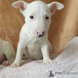 Photo №4. I will sell bull terrier in the city of Vilnius. private announcement, breeder - price - 981$