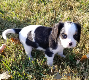 Photo №2 to announcement № 117319 for the sale of cavalier king charles spaniel - buy in Germany 