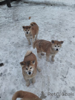 Photo №2 to announcement № 167677 for the sale of american akita - buy in Germany private announcement, breeder