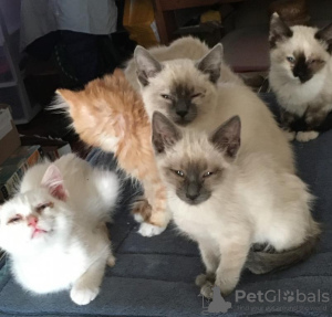 Photo №1. birman - for sale in the city of Frankfurt | 370$ | Announcement № 114529