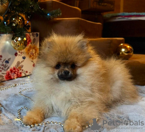 Photo №1. german spitz - for sale in the city of Riga | negotiated | Announcement № 128845