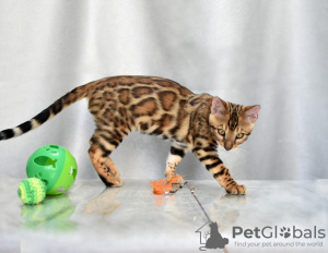 Photo №3. Bengal kittens large cat. Belarus