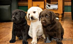Photo №1. labrador retriever - for sale in the city of OSLO | negotiated | Announcement № 175027