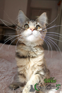 Photo №4. I will sell maine coon in the city of St. Petersburg. private announcement, from nursery, breeder - price - 458$