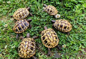 Photo №2 to announcement № 143771 for the sale of  - buy in Austria breeder