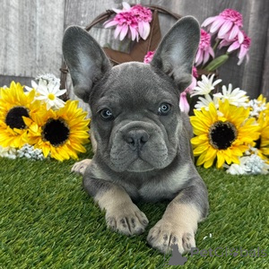 Photo №1. french bulldog - for sale in the city of Alain | 376$ | Announcement № 151384