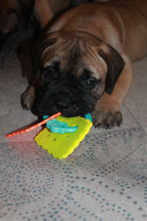 Photo №2 to announcement № 4644 for the sale of bullmastiff - buy in Belarus breeder