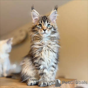 Photo №3. You Wont Believe How Big This Kittens Paws Are. Germany